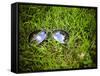 A Pair of Aviators on the Grass Toned with a Retro Vintage Instagram Filter-graphicphoto-Framed Stretched Canvas