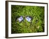 A Pair of Aviators on the Grass Toned with a Retro Vintage Instagram Filter-graphicphoto-Framed Photographic Print