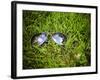 A Pair of Aviators on the Grass Toned with a Retro Vintage Instagram Filter-graphicphoto-Framed Photographic Print