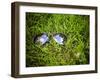 A Pair of Aviators on the Grass Toned with a Retro Vintage Instagram Filter-graphicphoto-Framed Photographic Print