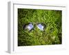 A Pair of Aviators on the Grass Toned with a Retro Vintage Instagram Filter-graphicphoto-Framed Photographic Print