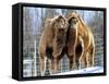 A Pair of Bactrian Camels-null-Framed Stretched Canvas