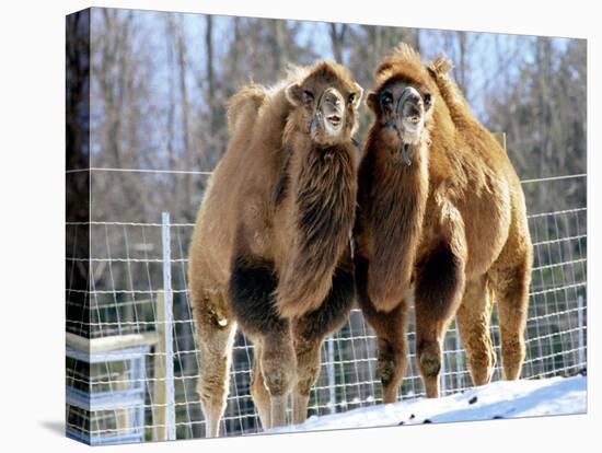 A Pair of Bactrian Camels-null-Stretched Canvas