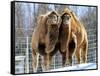 A Pair of Bactrian Camels-null-Framed Stretched Canvas