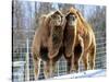 A Pair of Bactrian Camels-null-Stretched Canvas