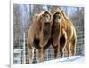 A Pair of Bactrian Camels-null-Framed Photographic Print