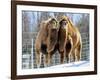 A Pair of Bactrian Camels-null-Framed Photographic Print