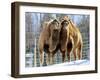 A Pair of Bactrian Camels-null-Framed Photographic Print