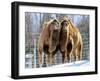 A Pair of Bactrian Camels-null-Framed Photographic Print