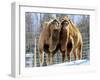 A Pair of Bactrian Camels-null-Framed Photographic Print