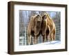 A Pair of Bactrian Camels-null-Framed Photographic Print