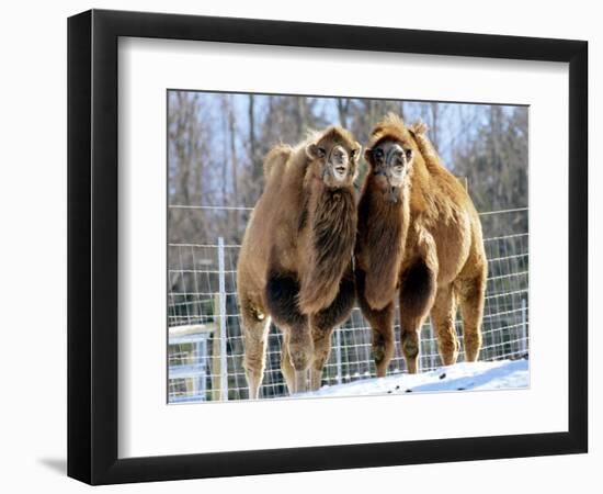 A Pair of Bactrian Camels-null-Framed Photographic Print