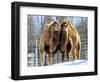 A Pair of Bactrian Camels-null-Framed Photographic Print