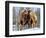 A Pair of Bactrian Camels-null-Framed Photographic Print