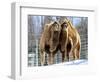 A Pair of Bactrian Camels-null-Framed Photographic Print