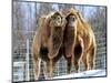 A Pair of Bactrian Camels-null-Mounted Photographic Print