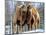 A Pair of Bactrian Camels-null-Mounted Photographic Print