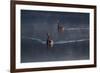 A Pair of Black Swan, Cygnus Atratus, on a Misty Lake in Brazil's Ibirapuera Park-Alex Saberi-Framed Photographic Print