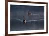 A Pair of Black Swan, Cygnus Atratus, on a Misty Lake in Brazil's Ibirapuera Park-Alex Saberi-Framed Photographic Print