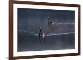 A Pair of Black Swan, Cygnus Atratus, on a Misty Lake in Brazil's Ibirapuera Park-Alex Saberi-Framed Photographic Print