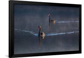 A Pair of Black Swan, Cygnus Atratus, on a Misty Lake in Brazil's Ibirapuera Park-Alex Saberi-Framed Photographic Print