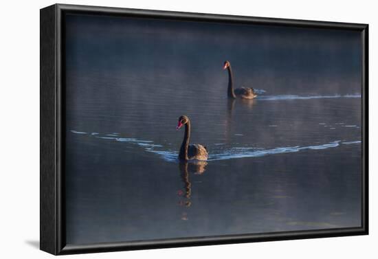 A Pair of Black Swan, Cygnus Atratus, on a Misty Lake in Brazil's Ibirapuera Park-Alex Saberi-Framed Photographic Print