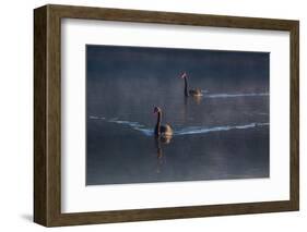 A Pair of Black Swan, Cygnus Atratus, on a Misty Lake in Brazil's Ibirapuera Park-Alex Saberi-Framed Photographic Print