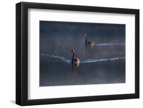 A Pair of Black Swan, Cygnus Atratus, on a Misty Lake in Brazil's Ibirapuera Park-Alex Saberi-Framed Photographic Print