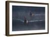 A Pair of Black Swan, Cygnus Atratus, on a Misty Lake in Brazil's Ibirapuera Park-Alex Saberi-Framed Photographic Print