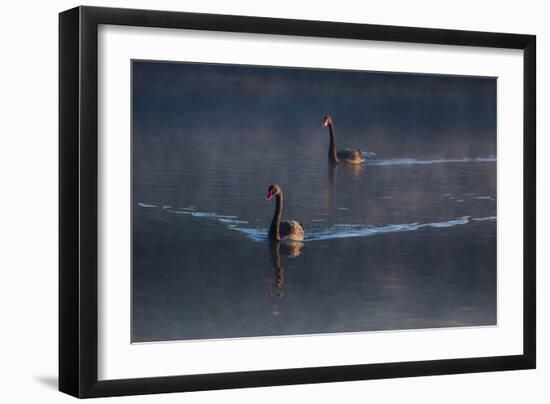 A Pair of Black Swan, Cygnus Atratus, on a Misty Lake in Brazil's Ibirapuera Park-Alex Saberi-Framed Photographic Print