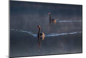 A Pair of Black Swan, Cygnus Atratus, on a Misty Lake in Brazil's Ibirapuera Park-Alex Saberi-Mounted Photographic Print