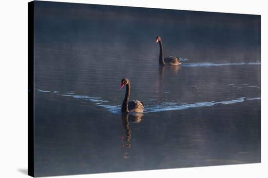A Pair of Black Swan, Cygnus Atratus, on a Misty Lake in Brazil's Ibirapuera Park-Alex Saberi-Stretched Canvas