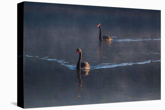 A Pair of Black Swan, Cygnus Atratus, on a Misty Lake in Brazil's Ibirapuera Park-Alex Saberi-Stretched Canvas