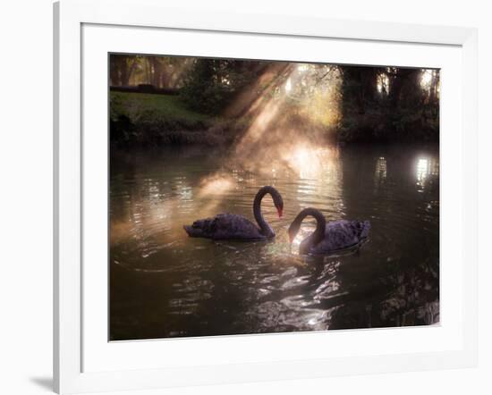 A Pair of Black Swan, Cygnus Atratus, on a Misty Lake in Brazil's Ibirapuera Park-Alex Saberi-Framed Photographic Print