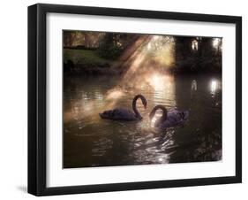 A Pair of Black Swan, Cygnus Atratus, on a Misty Lake in Brazil's Ibirapuera Park-Alex Saberi-Framed Photographic Print