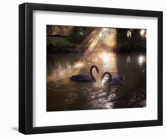 A Pair of Black Swan, Cygnus Atratus, on a Misty Lake in Brazil's Ibirapuera Park-Alex Saberi-Framed Photographic Print