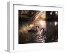 A Pair of Black Swan, Cygnus Atratus, on a Misty Lake in Brazil's Ibirapuera Park-Alex Saberi-Framed Photographic Print