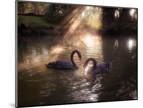 A Pair of Black Swan, Cygnus Atratus, on a Misty Lake in Brazil's Ibirapuera Park-Alex Saberi-Mounted Photographic Print