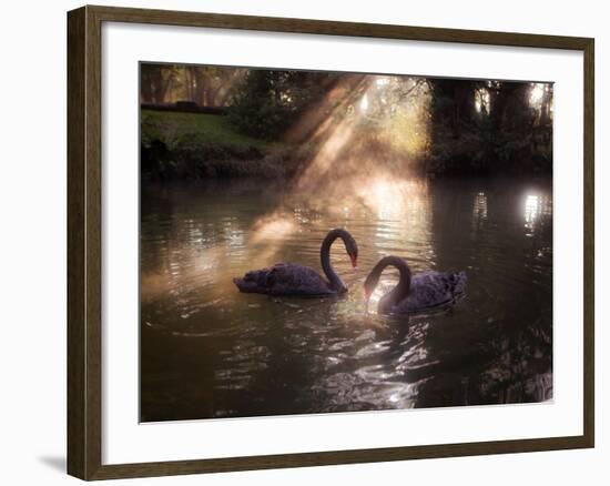 A Pair of Black Swan, Cygnus Atratus, on a Misty Lake in Brazil's Ibirapuera Park-Alex Saberi-Framed Photographic Print