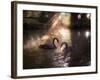 A Pair of Black Swan, Cygnus Atratus, on a Misty Lake in Brazil's Ibirapuera Park-Alex Saberi-Framed Photographic Print