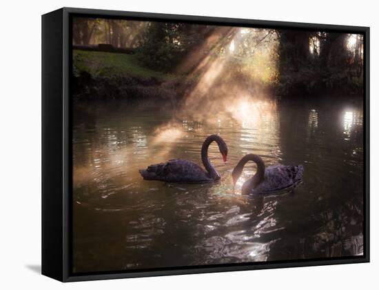 A Pair of Black Swan, Cygnus Atratus, on a Misty Lake in Brazil's Ibirapuera Park-Alex Saberi-Framed Stretched Canvas