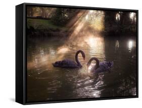 A Pair of Black Swan, Cygnus Atratus, on a Misty Lake in Brazil's Ibirapuera Park-Alex Saberi-Framed Stretched Canvas
