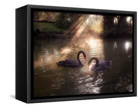 A Pair of Black Swan, Cygnus Atratus, on a Misty Lake in Brazil's Ibirapuera Park-Alex Saberi-Framed Stretched Canvas