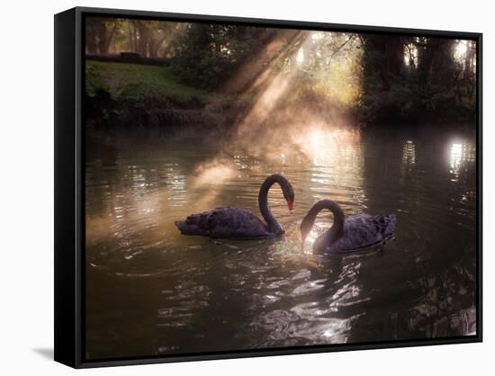 A Pair of Black Swan, Cygnus Atratus, on a Misty Lake in Brazil's Ibirapuera Park-Alex Saberi-Framed Stretched Canvas