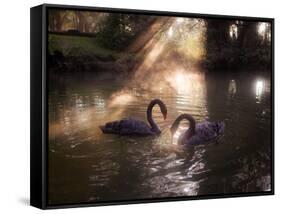 A Pair of Black Swan, Cygnus Atratus, on a Misty Lake in Brazil's Ibirapuera Park-Alex Saberi-Framed Stretched Canvas