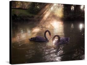 A Pair of Black Swan, Cygnus Atratus, on a Misty Lake in Brazil's Ibirapuera Park-Alex Saberi-Stretched Canvas