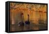 A Pair of Black Swans Glide on Ibirapuera Park Lake in the Evening-Alex Saberi-Framed Stretched Canvas