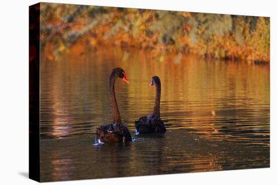 A Pair of Black Swans Glide on Ibirapuera Park Lake in the Evening-Alex Saberi-Stretched Canvas