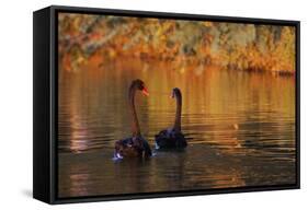 A Pair of Black Swans Glide on Ibirapuera Park Lake in the Evening-Alex Saberi-Framed Stretched Canvas