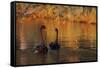 A Pair of Black Swans Glide on Ibirapuera Park Lake in the Evening-Alex Saberi-Framed Stretched Canvas